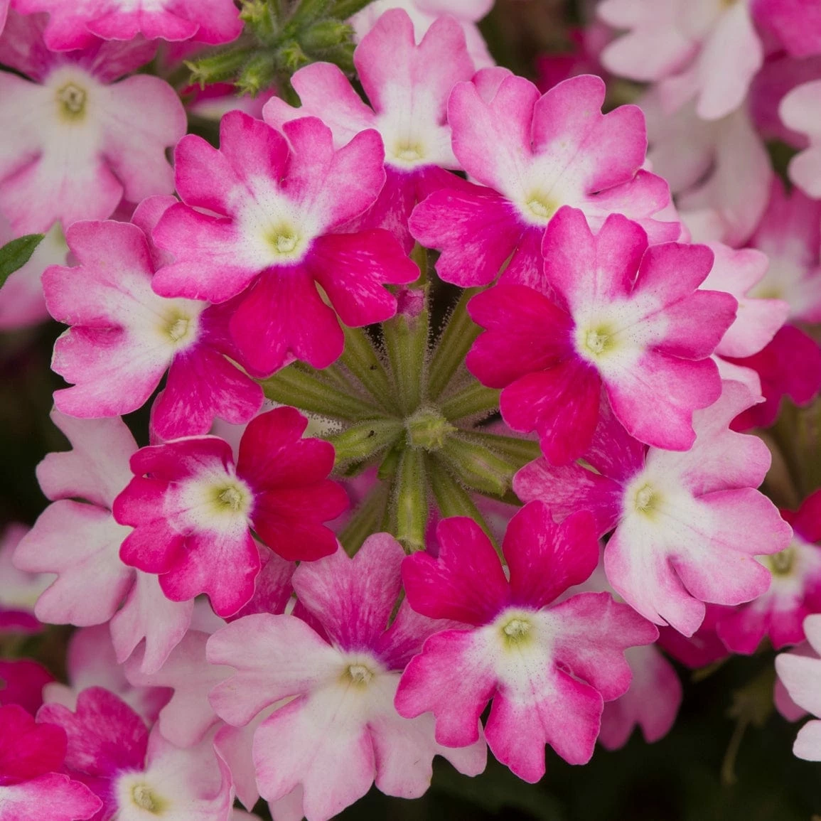 Roots Plants Verbena 'Sparkle Dark Pink' Jumbo Plug Plants Verbenas 4 Roots Plants Verbena 'Sparkle Dark Pink' Jumbo Plug Plants Verbenas
