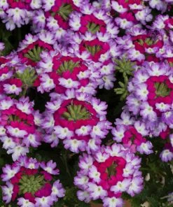 Roots Plants Verbena 'Sparkle Purple Blues' Jumbo Plug Plants