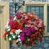 Roots Plants Busy Lizzie Instant Designer Hanging Basket | Impatiens 'Beacon' 1 Roots Plants Busy Lizzie Instant Designer Hanging Basket | Impatiens 'Beacon'