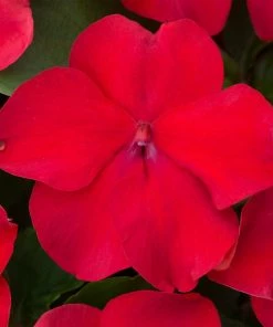 Roots Plants Busy Lizzie Instant Designer Hanging Basket | Impatiens 'Beacon' 16 Roots Plants Busy Lizzie Instant Designer Hanging Basket | Impatiens 'Beacon'