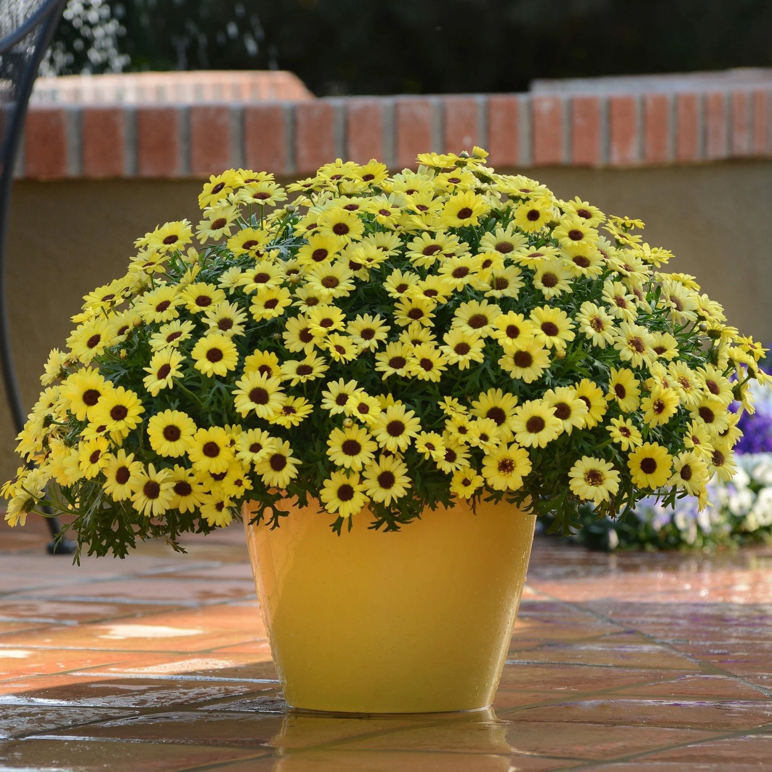 Roots Plants All Annual Bedding Argyranthemum Grandaisy Bright Yellow 4 Roots Plants All Annual Bedding Argyranthemum Grandaisy Bright Yellow