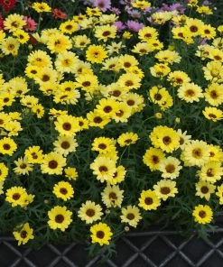 Roots Plants All Annual Bedding Argyranthemum Grandaisy Bright Yellow 10 Roots Plants All Annual Bedding Argyranthemum Grandaisy Bright Yellow