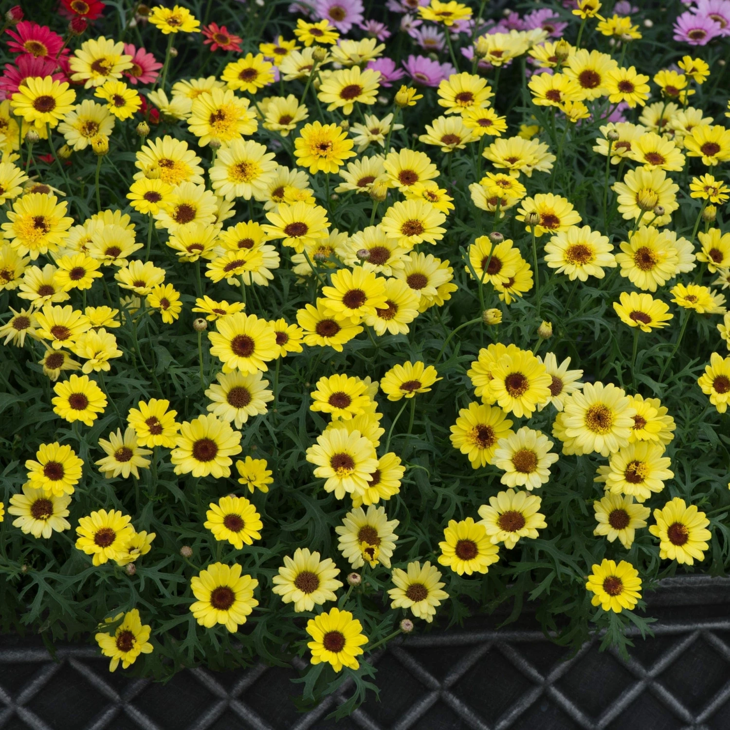 Roots Plants All Annual Bedding Argyranthemum Grandaisy Bright Yellow 6 Roots Plants All Annual Bedding Argyranthemum Grandaisy Bright Yellow