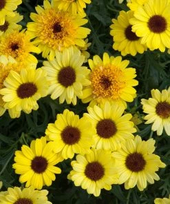 Roots Plants All Annual Bedding Argyranthemum Grandaisy Bright Yellow 11 Roots Plants All Annual Bedding Argyranthemum Grandaisy Bright Yellow