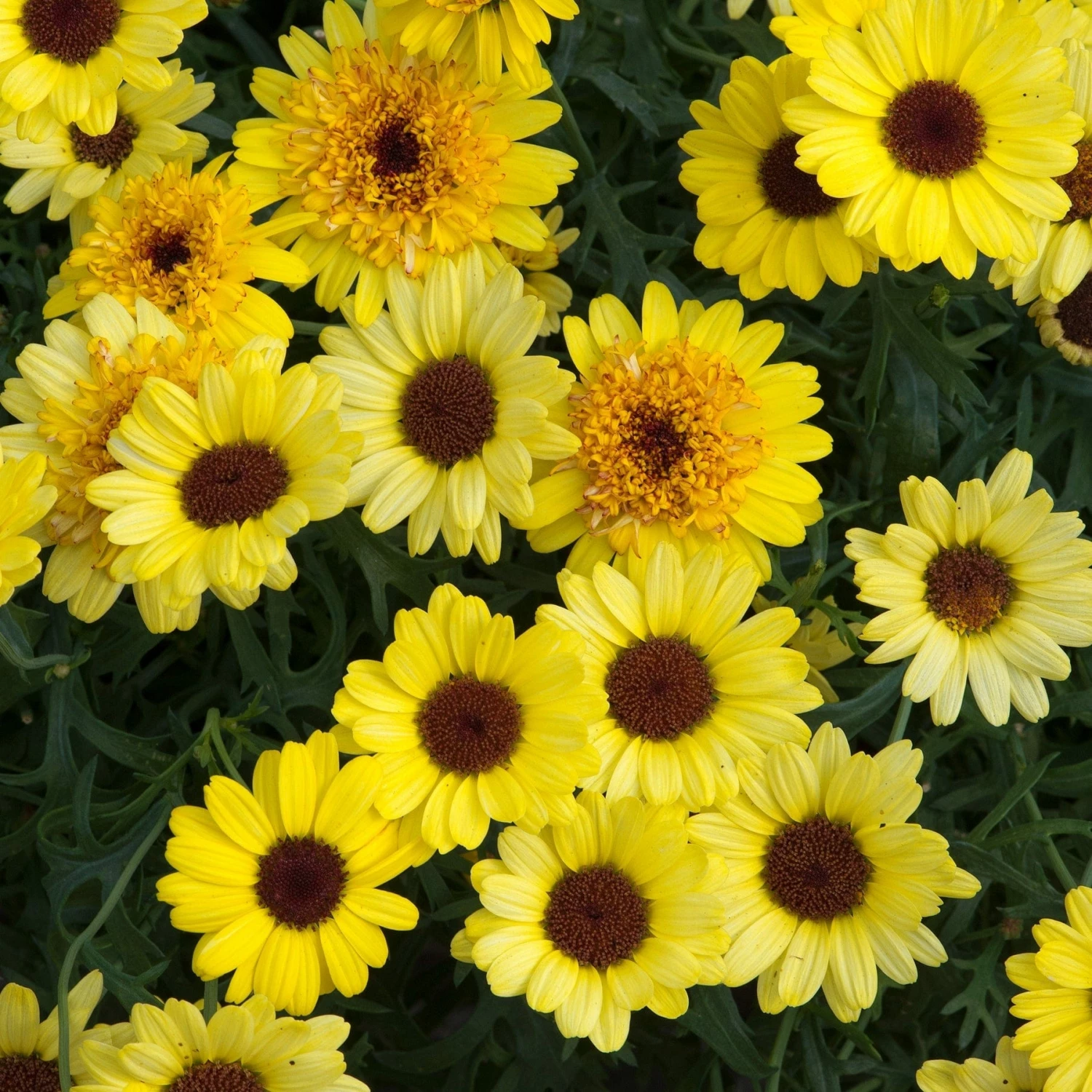 Roots Plants All Annual Bedding Argyranthemum Grandaisy Bright Yellow 7 Roots Plants All Annual Bedding Argyranthemum Grandaisy Bright Yellow