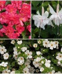 Roots Plants 12 Annuals For Hanging Baskets | The Blissful Shade Collection | Begonia, Bacopa & Fuchsia