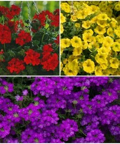 Roots Plants Verbenas 12 Annuals For Hanging Baskets | The Ruby And Sapphire Collection | Geranium, Petunia & Verbena