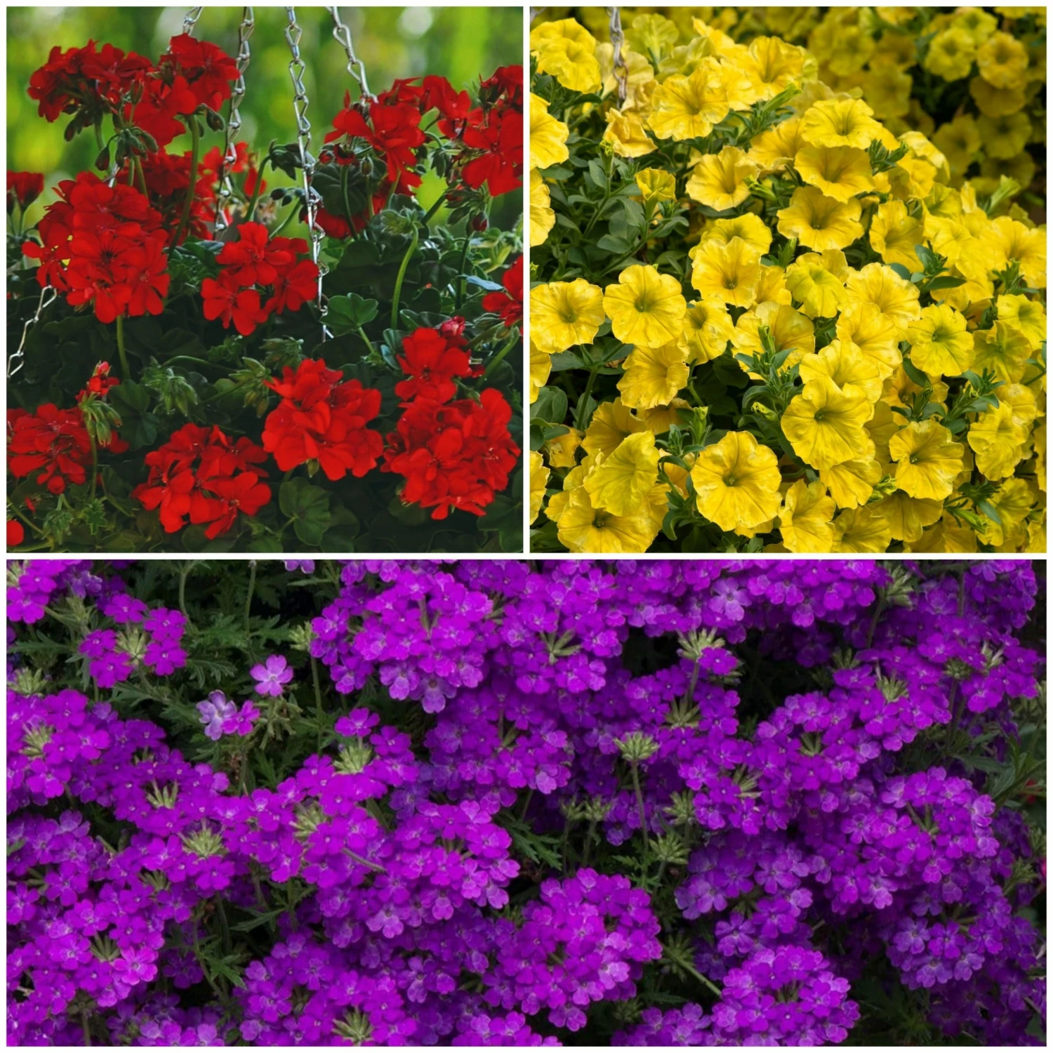 Roots Plants Verbenas 12 Annuals For Hanging Baskets | The Ruby And Sapphire Collection | Geranium, Petunia & Verbena 3 Roots Plants Verbenas 12 Annuals For Hanging Baskets | The Ruby And Sapphire Collection | Geranium, Petunia & Verbena