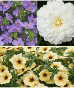 Roots Plants Dahlias 12 Annuals For Pots | The Summer Serenity Collection | Petunia, Bacopa & Dahlia