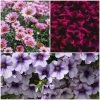 Roots Plants 12 Long Flowering Annuals For Pots | The Endless Summer Collection | Argyranthemum, Calibrachoa & Petunias All Annual Bedding 2 Roots Plants 12 Long Flowering Annuals For Pots | The Endless Summer Collection | Argyranthemum, Calibrachoa & Petunias All Annual Bedding