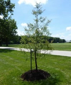 Roots Plants Fruits Full Tree Planting Kit -Stake, Tie, And Rootgrow