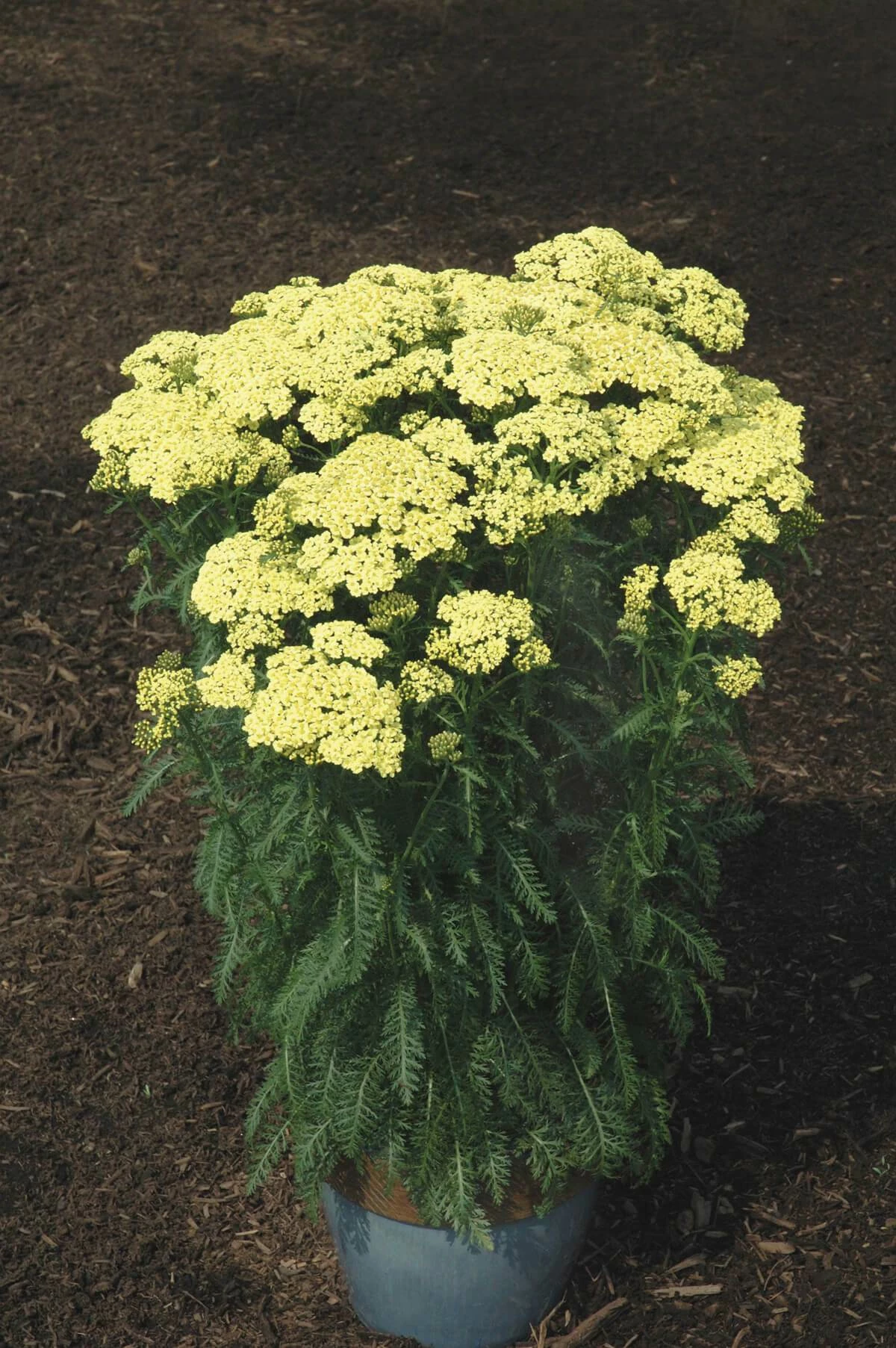 Roots Plants Achillea 'Sunny Seduction' | 10.5cm Pot 4 Roots Plants Achillea 'Sunny Seduction' | 10.5cm Pot