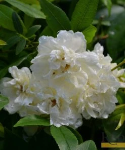 Roots Plants Rosa Banksiae'Alba Plena' | Rambling Rose | On A 90cm Cane In A 3L Pot Other Climbing Plants