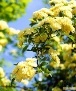 Roots Plants Rosa Banksiae 'Lutea' | Rambling Rose | On A 90cm Cane In A 3L Pot