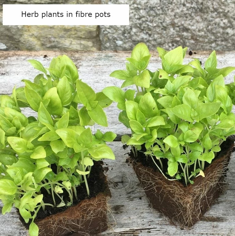 Roots Plants 3 Organic Chives Plants Herbs 6 Roots Plants 3 Organic Chives Plants Herbs