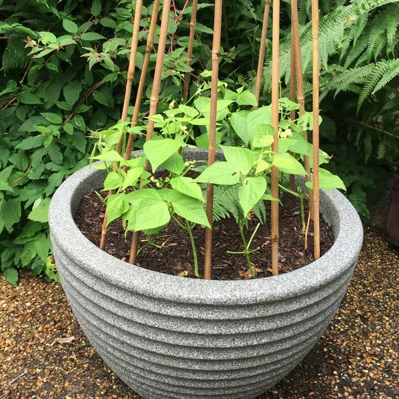 Roots Plants 10 Organic 'Blue Lake' French Climbing Bean Plants 4 Roots Plants 10 Organic 'Blue Lake' French Climbing Bean Plants