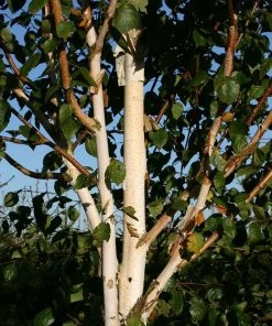 Roots Plants Himalayan Birch Tree | Betula Utilis Jacquemontii