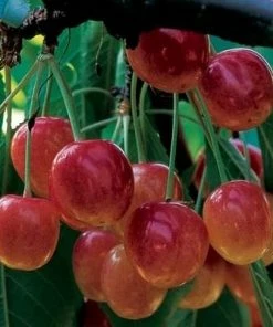 Roots Plants Fruits Bigarreau Napoleon' Cherry Tree