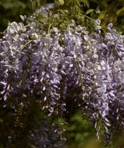 Roots Plants Wisteria Sinensis 'Prolific' | On A 90cm Cane In A 3L Pot