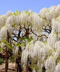 Roots Plants Wisteria Sinensis 'Alba' | On A 90cm Cane In A 3L Pot