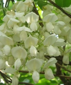 Roots Plants Wisteria Brachybotrys 'Shiro Kapitan Fuji' | On A 90cm Cane In A 3L Pot