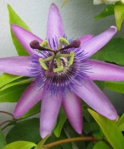 Roots Plants Passiflora 'Lavender Lady' | Passion Flower | On A 90cm Cane In A 3L Pot Other Climbing Plants