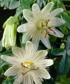 Roots Plants Passiflora 'Constance Elliott' | Passion Flower | On A 90cm Cane In A 3L Pot