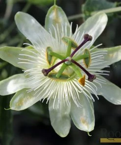 Roots Plants Passiflora 'Constance Elliott' | Passion Flower | On A 90cm Cane In A 3L Pot