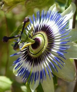 Roots Plants Passiflora'Caerulea' | Passion Flower | On A 90cm Cane In A 3L Pot