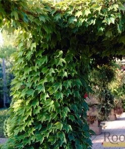 Roots Plants Boston Ivy | Parthenocissus 'Tricuspidata Veitchi' | On A 90cm Cane In A 3L Pot