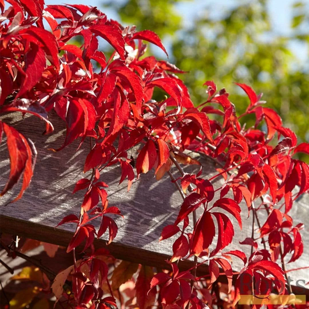 Roots Plants Virginia Creeper | Parthenocissus 'Quinquefolia' | On A 90cm Cane In A 3L Pot Other Climbing Plants 4 Roots Plants Virginia Creeper | Parthenocissus 'Quinquefolia' | On A 90cm Cane In A 3L Pot Other Climbing Plants