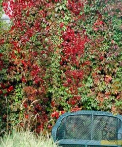 Roots Plants Virginia Creeper | Parthenocissus 'Quinquefolia' | On A 90cm Cane In A 3L Pot Other Climbing Plants 9 Roots Plants Virginia Creeper | Parthenocissus 'Quinquefolia' | On A 90cm Cane In A 3L Pot Other Climbing Plants