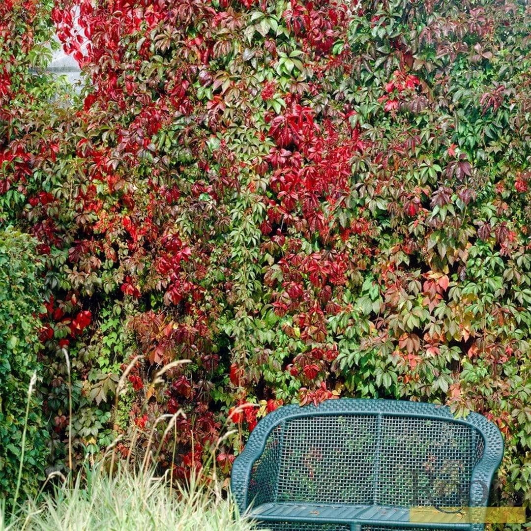 Roots Plants Virginia Creeper | Parthenocissus 'Quinquefolia' | On A 90cm Cane In A 3L Pot Other Climbing Plants 5 Roots Plants Virginia Creeper | Parthenocissus 'Quinquefolia' | On A 90cm Cane In A 3L Pot Other Climbing Plants