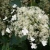 Roots Plants Hydrangea 'Petiolaris' | On A 90cm Cane In A 3L Pot