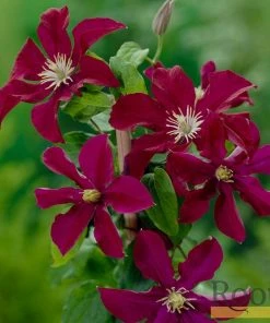 Roots Plants Clematis 'Warsaw Nike' | On A 90cm Cane In A 3L Pot 7 Roots Plants Clematis 'Warsaw Nike' | On A 90cm Cane In A 3L Pot