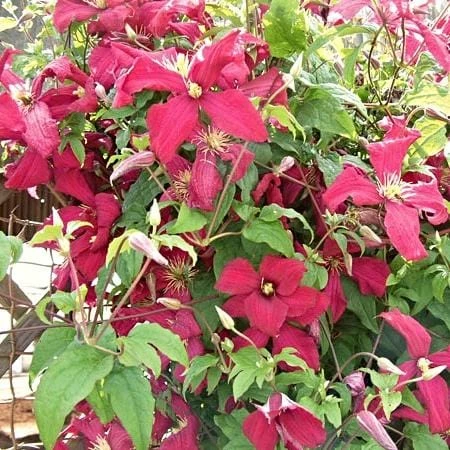 Roots Plants Clematis Viticella 'Madame Julia Corevon'| On A 90cm Cane In A 3L Pot 3 Roots Plants Clematis Viticella 'Madame Julia Corevon'| On A 90cm Cane In A 3L Pot