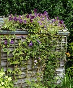 Roots Plants Clematis Viticella 'Etoile Violette' | On A 90cm Cane In A 3L Pot