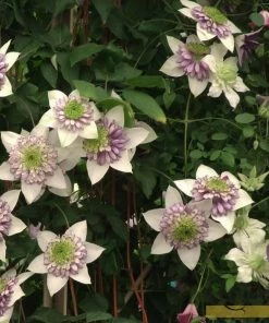 Roots Plants Clematis 'Vienetta' | On A 90cm Cane In A 3L Pot 7 Roots Plants Clematis 'Vienetta' | On A 90cm Cane In A 3L Pot