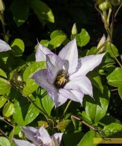 Roots Plants Clematis 'Samaritan Jo' | On A 90cm Cane In A 3L Pot 9 Roots Plants Clematis 'Samaritan Jo' | On A 90cm Cane In A 3L Pot