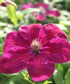 Roots Plants Clematis'Rouge Cardinal' | On A 90cm Cane In A 3L Pot