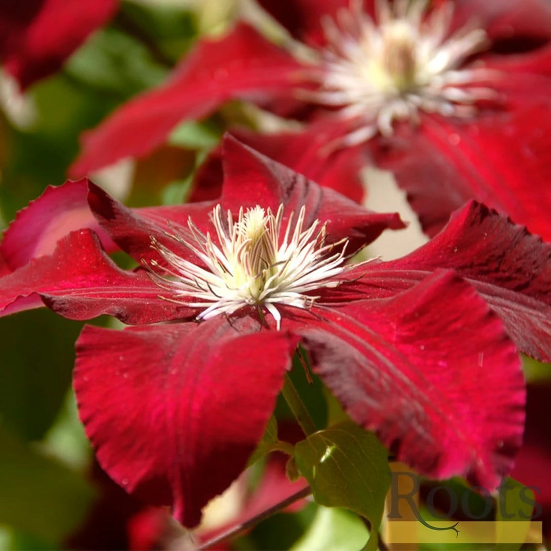 Roots Plants Clematis 'Rebecca' | On A 90cm Cane In A 3L Pot 4 Roots Plants Clematis 'Rebecca' | On A 90cm Cane In A 3L Pot