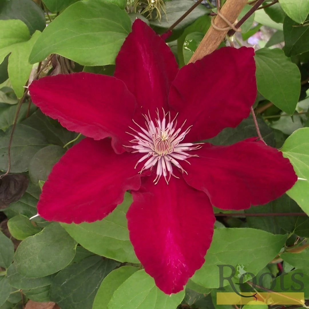 Roots Plants Clematis 'Rebecca' | On A 90cm Cane In A 3L Pot 5 Roots Plants Clematis 'Rebecca' | On A 90cm Cane In A 3L Pot