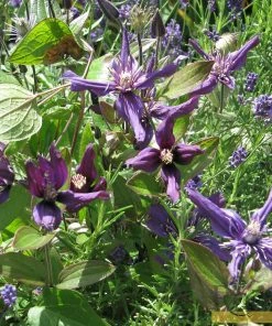 Roots Plants Clematis 'Petit Faucon' On A 90cm Cane In A 3L Pot