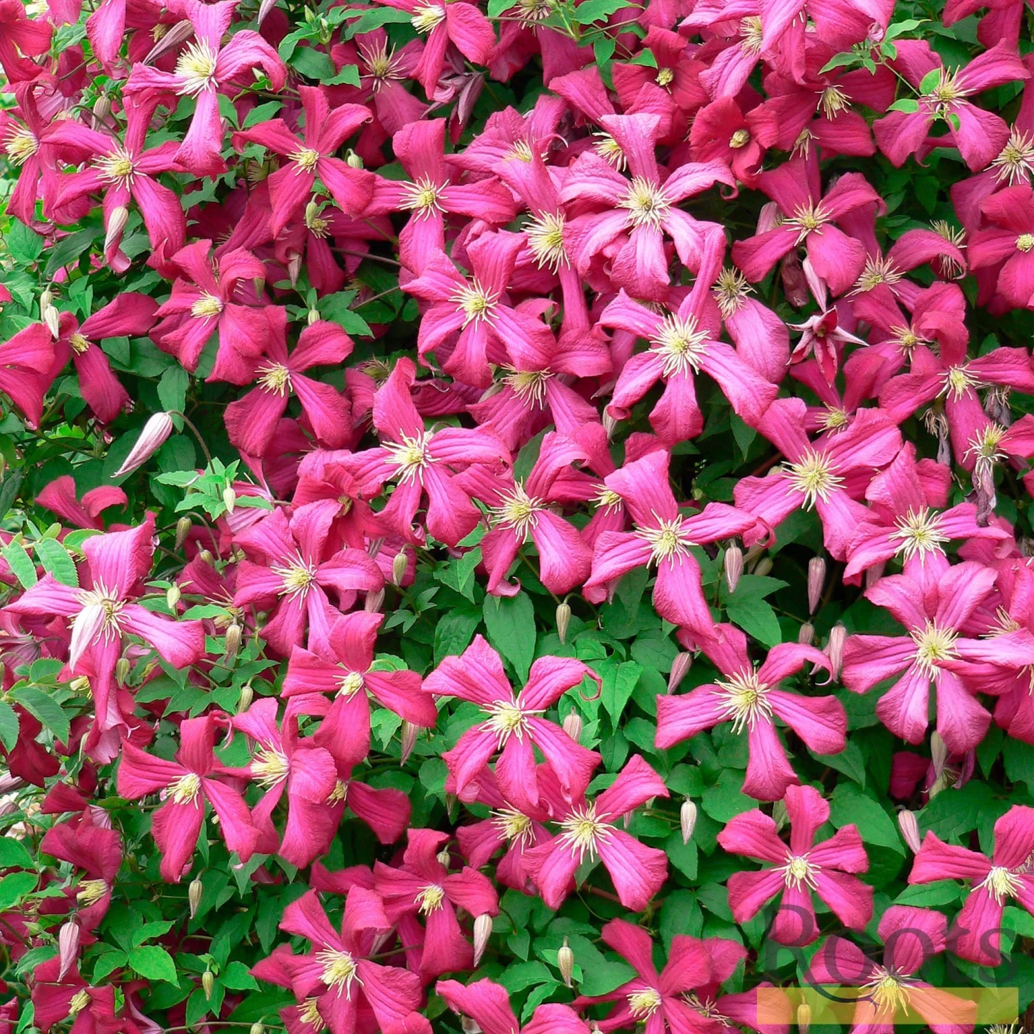 Roots Plants Clematis 'Niobe' | On A 90cm Cane In A 3L Pot 4 Roots Plants Clematis 'Niobe' | On A 90cm Cane In A 3L Pot