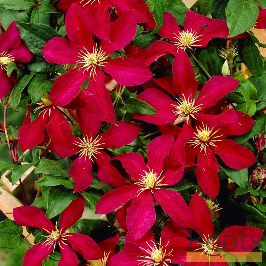 Roots Plants Clematis 'Niobe' | On A 90cm Cane In A 3L Pot 5 Roots Plants Clematis 'Niobe' | On A 90cm Cane In A 3L Pot