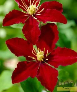 Roots Plants Clematis 'Niobe' | On A 90cm Cane In A 3L Pot 9 Roots Plants Clematis 'Niobe' | On A 90cm Cane In A 3L Pot
