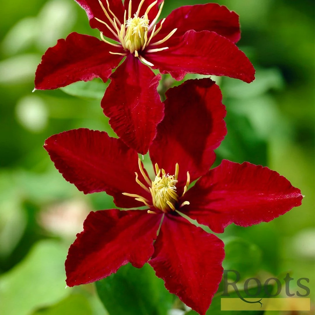 Roots Plants Clematis 'Niobe' | On A 90cm Cane In A 3L Pot 6 Roots Plants Clematis 'Niobe' | On A 90cm Cane In A 3L Pot
