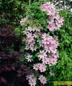 Roots Plants Clematis 'Nelly Moser' | On A 90cm Cane In A 3L Pot