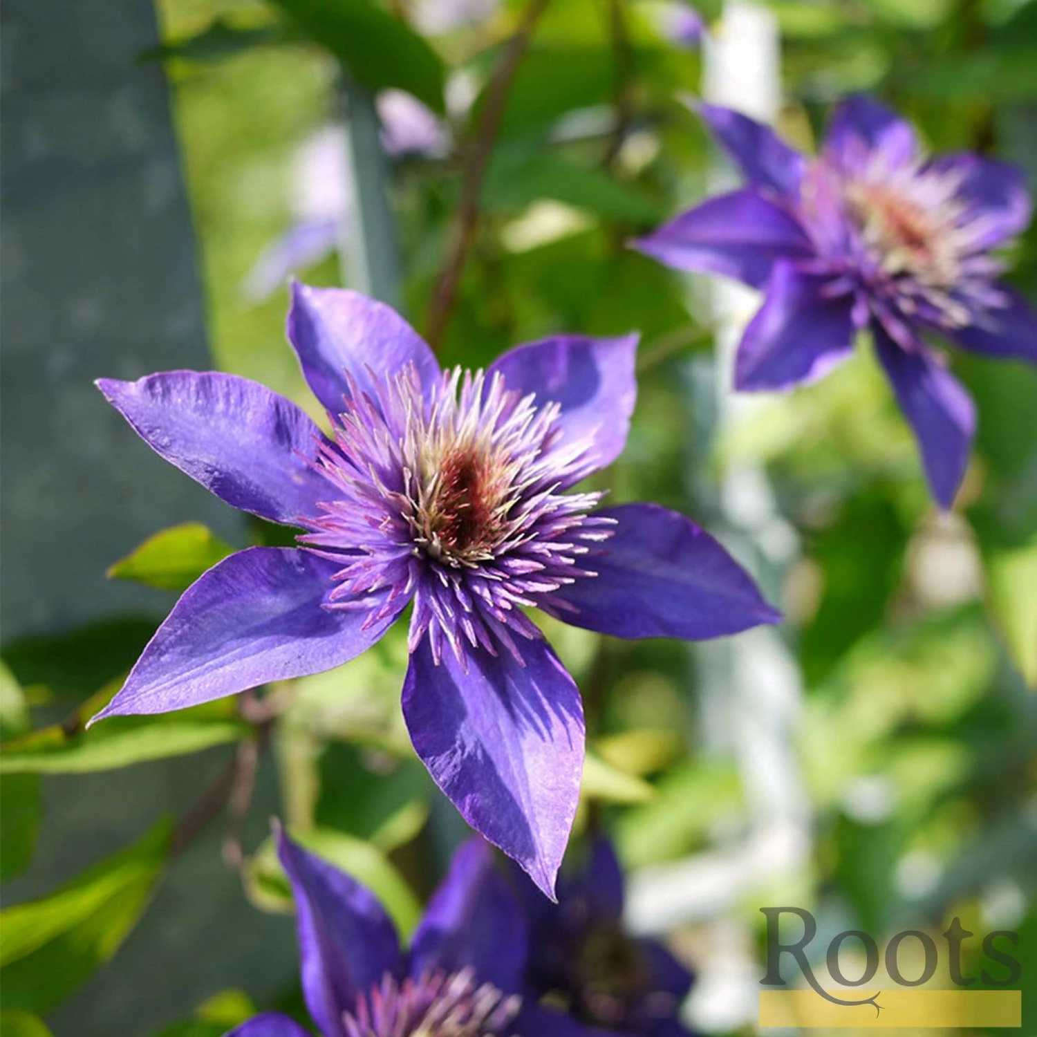 Roots Plants Clematis 'Multi-Blue' | On A 90cm Cane In A 3L Pot 4 Roots Plants Clematis 'Multi-Blue' | On A 90cm Cane In A 3L Pot