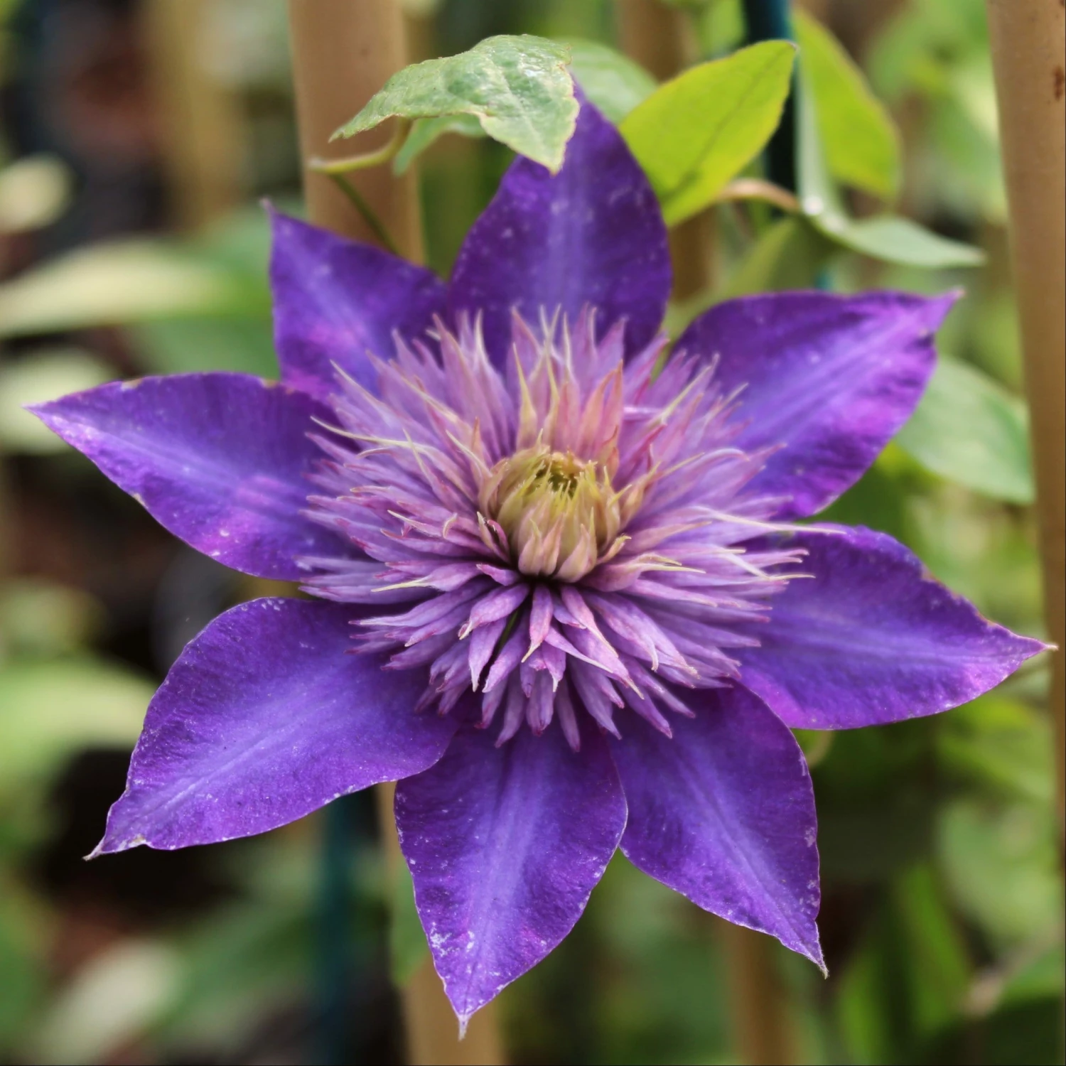 Roots Plants Clematis 'Multi-Blue' | On A 90cm Cane In A 3L Pot 3 Roots Plants Clematis 'Multi-Blue' | On A 90cm Cane In A 3L Pot